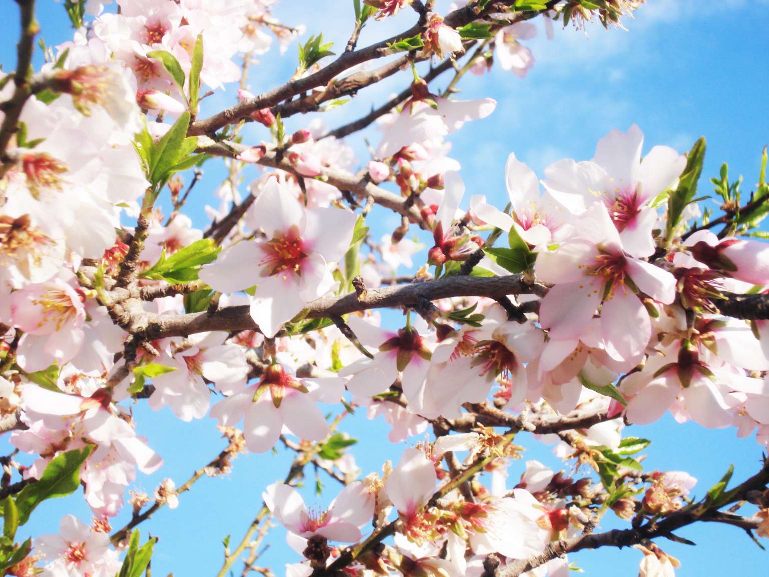 resized_ametllers florits 039 (2)