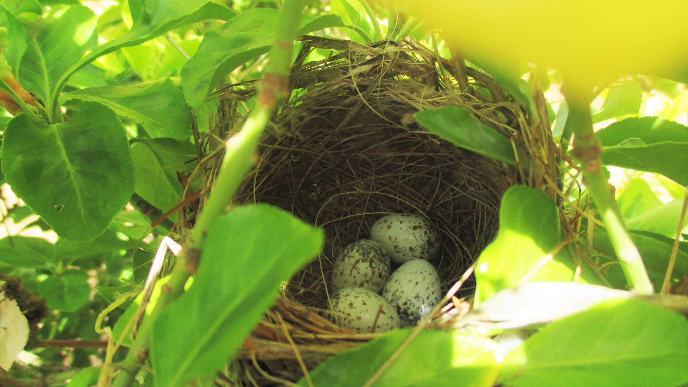 resized_IMG_6254 (2)